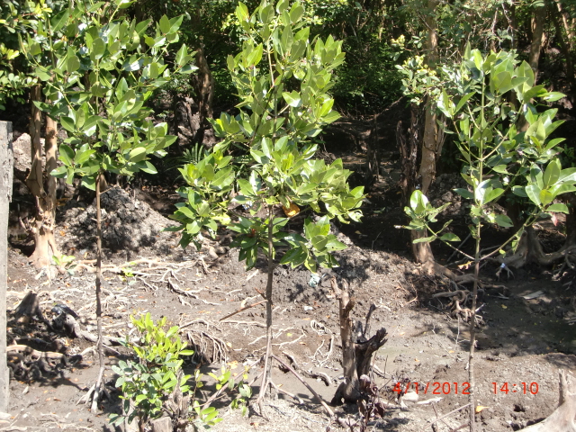 Blukap di Bandar Bakau Dumai PohonsejarahPUTRI7